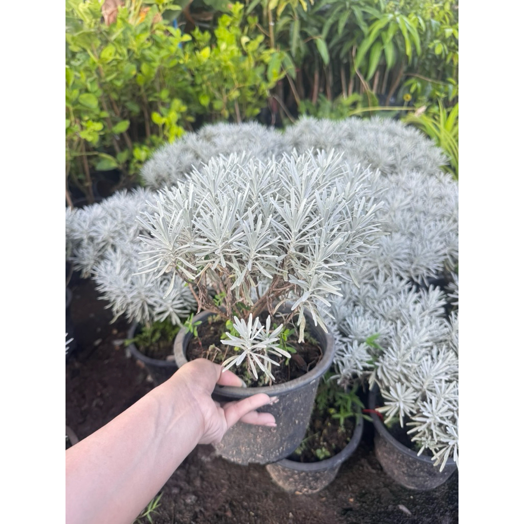 ต้นเบญจมาศเงินกระถาง8“สูงประมาณ1ฟุตพุ่มสวยเลี้ยงได้ทั้งแดด100%ถึงแดดร่ำไร