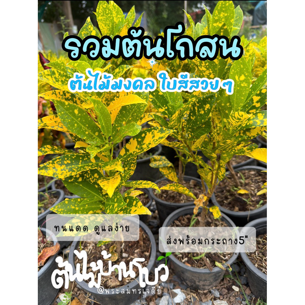 รวมต้นโกสน ต้นไม้มงคล ใบสีสวยๆกระถาง5"
