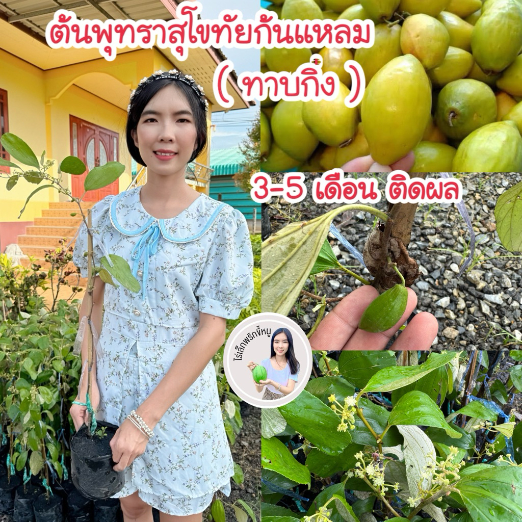 #ต้นพุทราสุโขทัยก้นแหลม (ทาบกิ่ง) 3-5เดือนติดผล ปลูกในกระถางได้