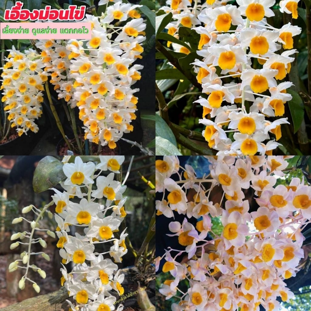 เอื้องม่อนไข่ 1 ต้น 4กิ่ง นำไปลงกระถางเองไม้หายากกล้วยไม้ดอกไม้ประดับ ถูกที่สุด🌸