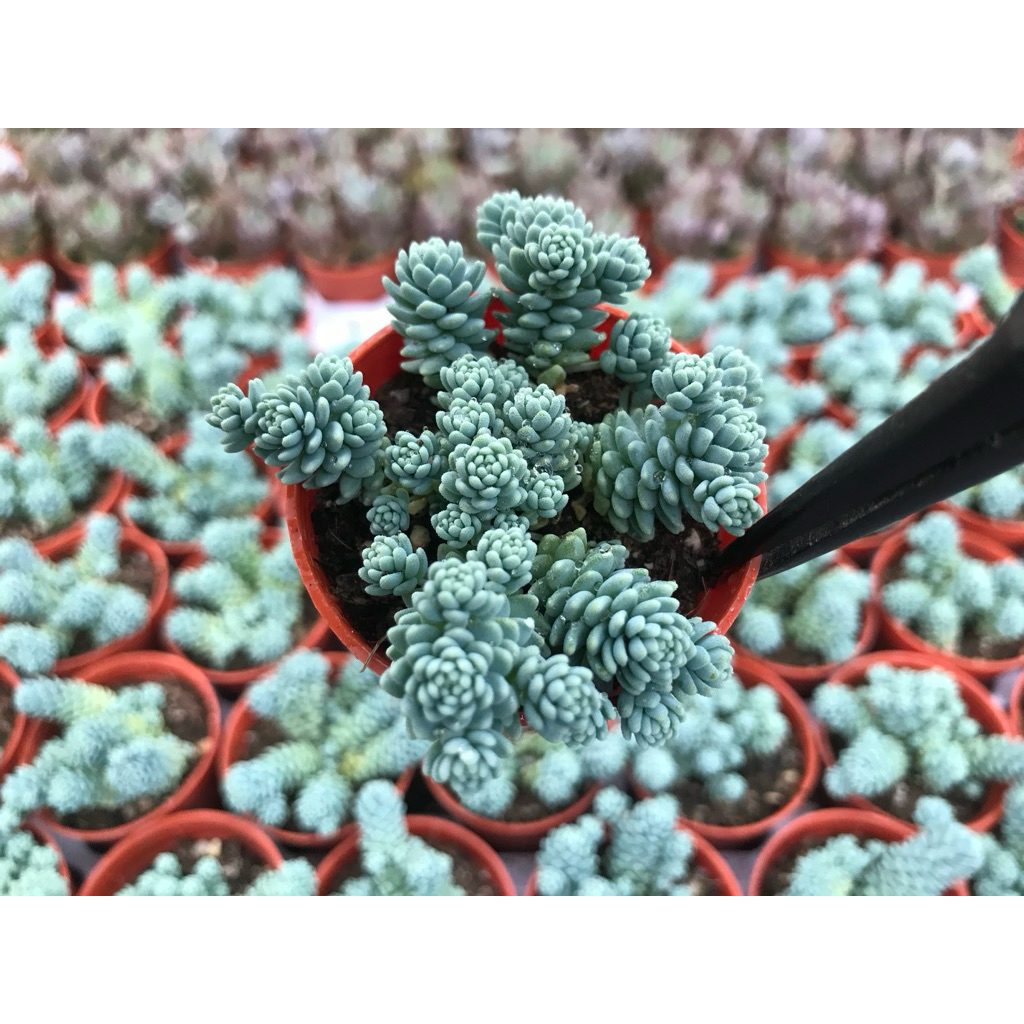 Sedum blue  หนอนน้อยสีฟ้า