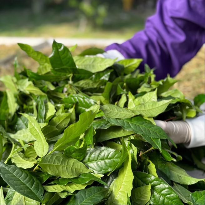 [ซื้อ 1 แถม 1] แชมพูไบโอเวช สมุนไพรสด7ชนิด (Shampoo Biovech) ลดผมขาดหลุดร่วง ถนอมเส้นผม บำรุงผม กระตุ้น การงอกใหม่ Hair - รูปที่ 3