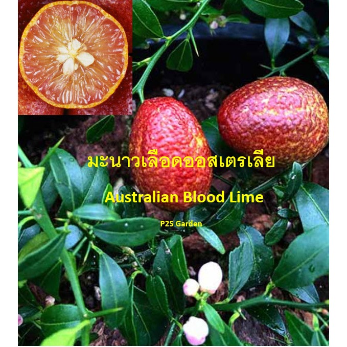 ต้นมะนาว มะนาวเลือด Australian Blood Lime มะนาวเลือด ออสเตรเลีย ต้นติดตา สูง 50-70 ซ.ม.