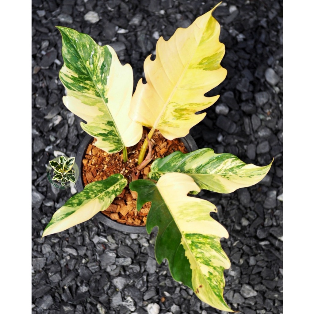 Philodendron Caramel Marble Variegated ฟิโลเดนดรอน พิณนาคด่าง