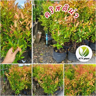 ต้นคริสติน่า สูง 80 ซม. ต้นทรงฟอร์ม คริสติน่า ไม้รั้ว