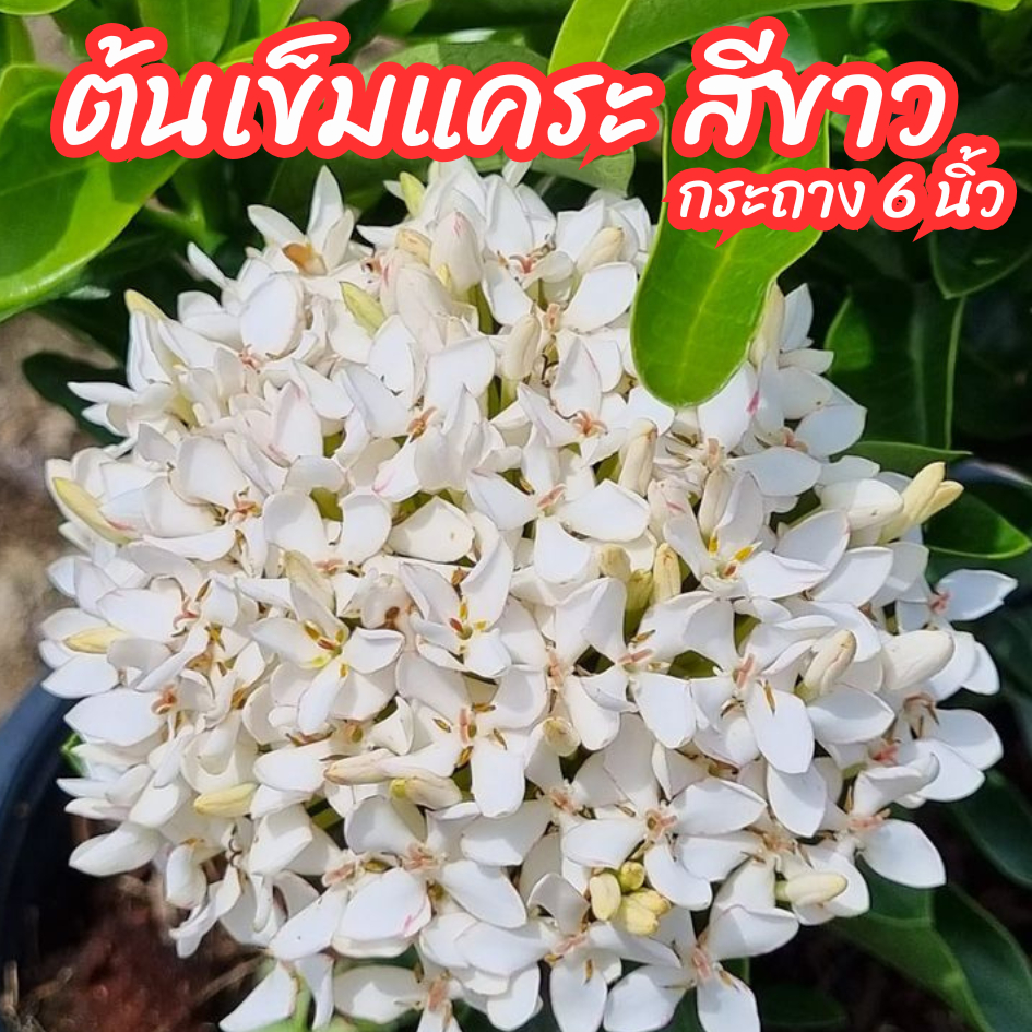 ต้นเข็มขาว เข็มแคระ เข็มแคระดอกสีขาว กระถาง 6 นิ้ว