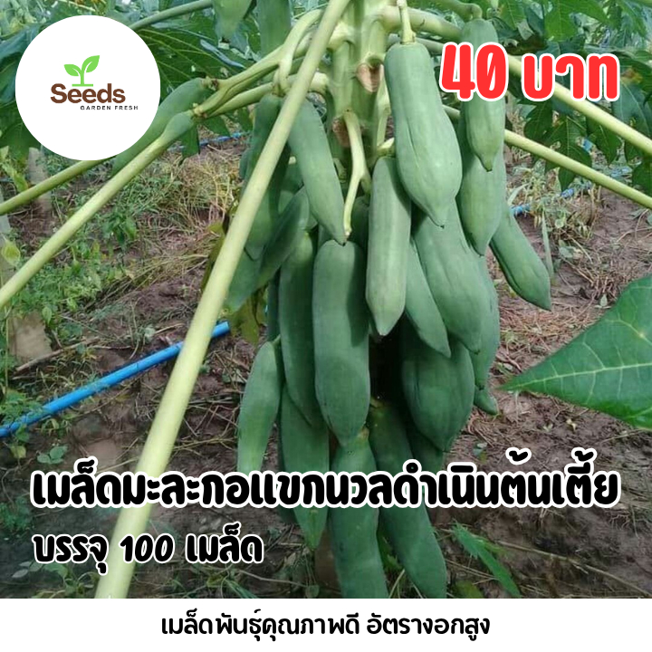 เมล็ดมะละกอแขกนวลดำเนิน(ต้นเตี้ย) บรรจุ 100 เมล็ด