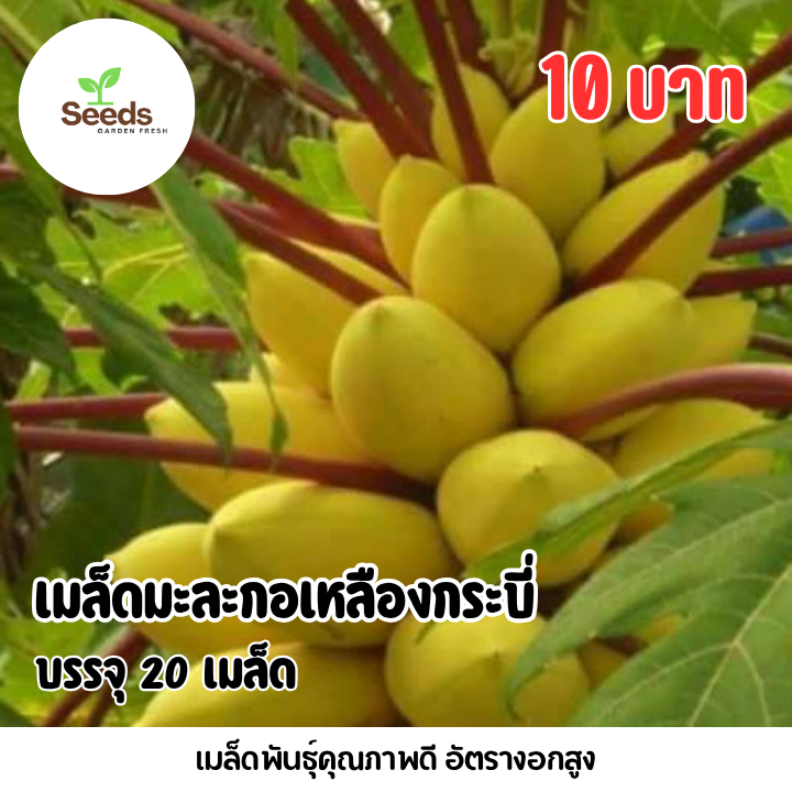 เมล็ดมะละกอเหลืองกระบี่ บรรจุ 20 เมล็ด