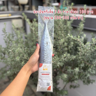 ปลาอินทรีย์ เค็ม ราคาตัวละ 100 บาท น้ำหนัก 200-300กรัม/ตัว