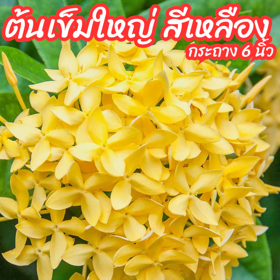 ต้นเข็มใหญ่ เข็มดอกใหญ่ สีเหลือง เข็มเหลืองใบใหญ่ ขนาดกระถาง 6 นิ้ว