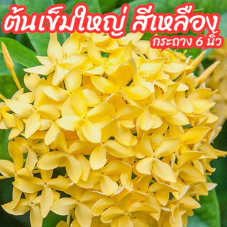 ต้นเข็มใหญ่ เข็มดอกใหญ่ สีเหลือง เข็มเหลืองใบใหญ่ ขนาดกระถาง 6 นิ้ว