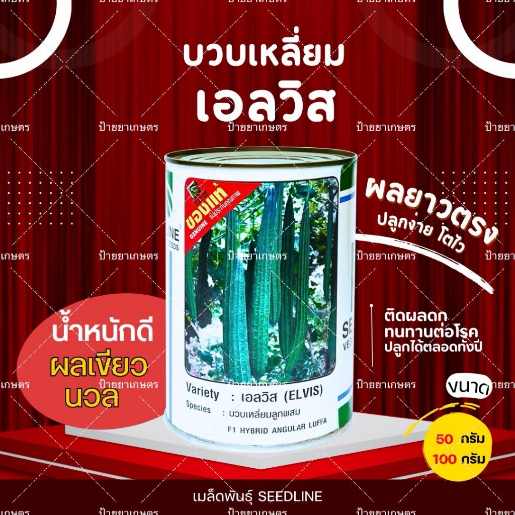เมล็ดบวบเหลี่ม เอลวิส F1 บวบเหลี่ยม ลูกดกมาก ยาว50ซม. เนื้อแน่น ขนาด 50กรัม 100กรัม ตราซีดไลน์
