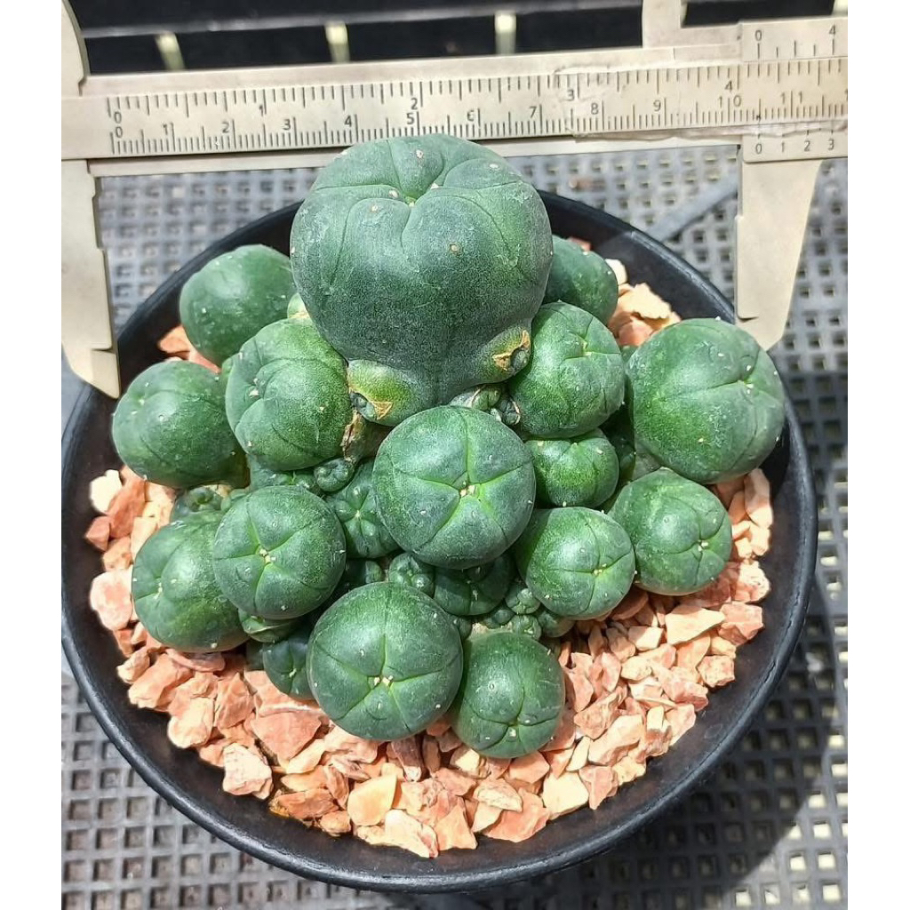 🔥 โลโฟฟอรา ฟอร์มกอแน่นๆ 3-5 นิ้ว | โลโฟวิลเลี่ยม เครสปิโตซ่า (Lophophora williamsii var. caespitosa) 🌵 แคคตัสไร้หนาม