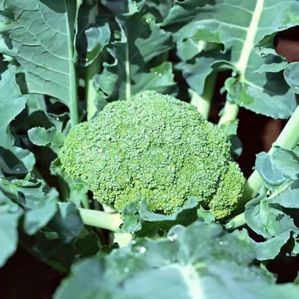 เมล็ดพันธุ์ บล็อคโคลี่ วอลทัม 150 เมล็ด BROCCOLI SEEDS ปลูกง่าย