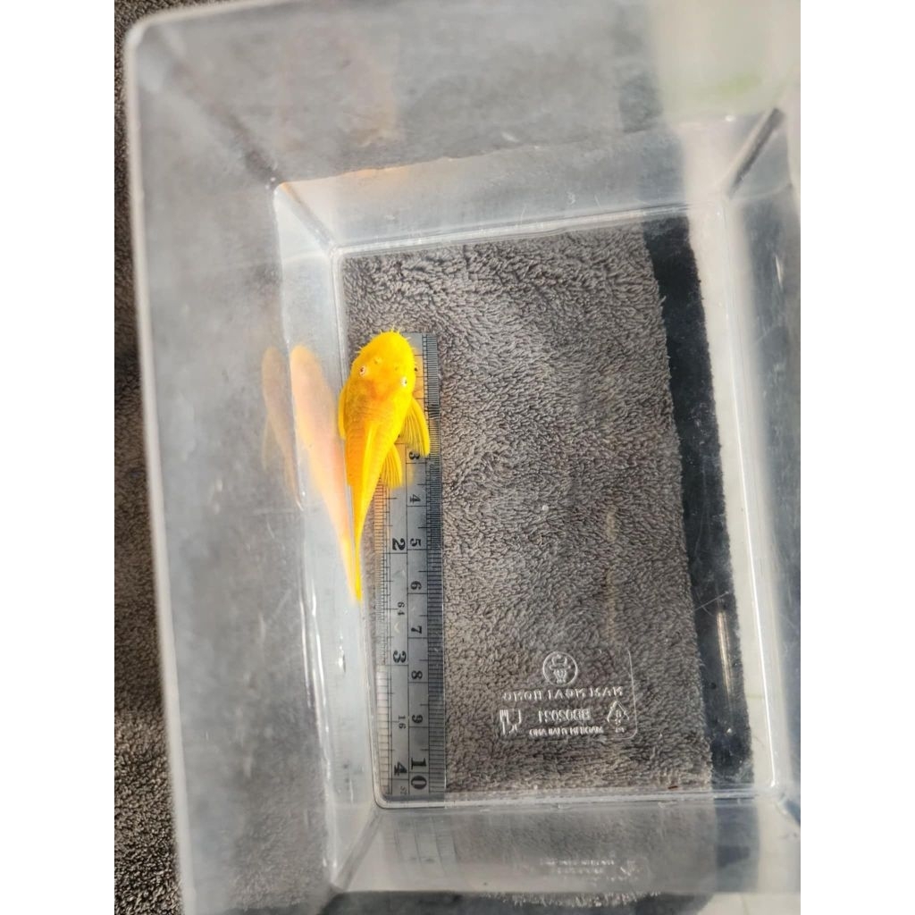 [จัดส่ง2-3วัน]อาหารปลาซัคเกอร์L144 24K 2.5นิ้ว(ตัวผู้)