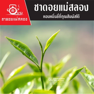 ชาอู่หลงสี่ฤดู เบอร์ 21 เกรดพรีเมี่ยม ชาอู่หลงแท้ทำจากยอดอ่อนบนสุด รสนุ่มหวานธรรมชาติ ชาดอยแม่สลอง