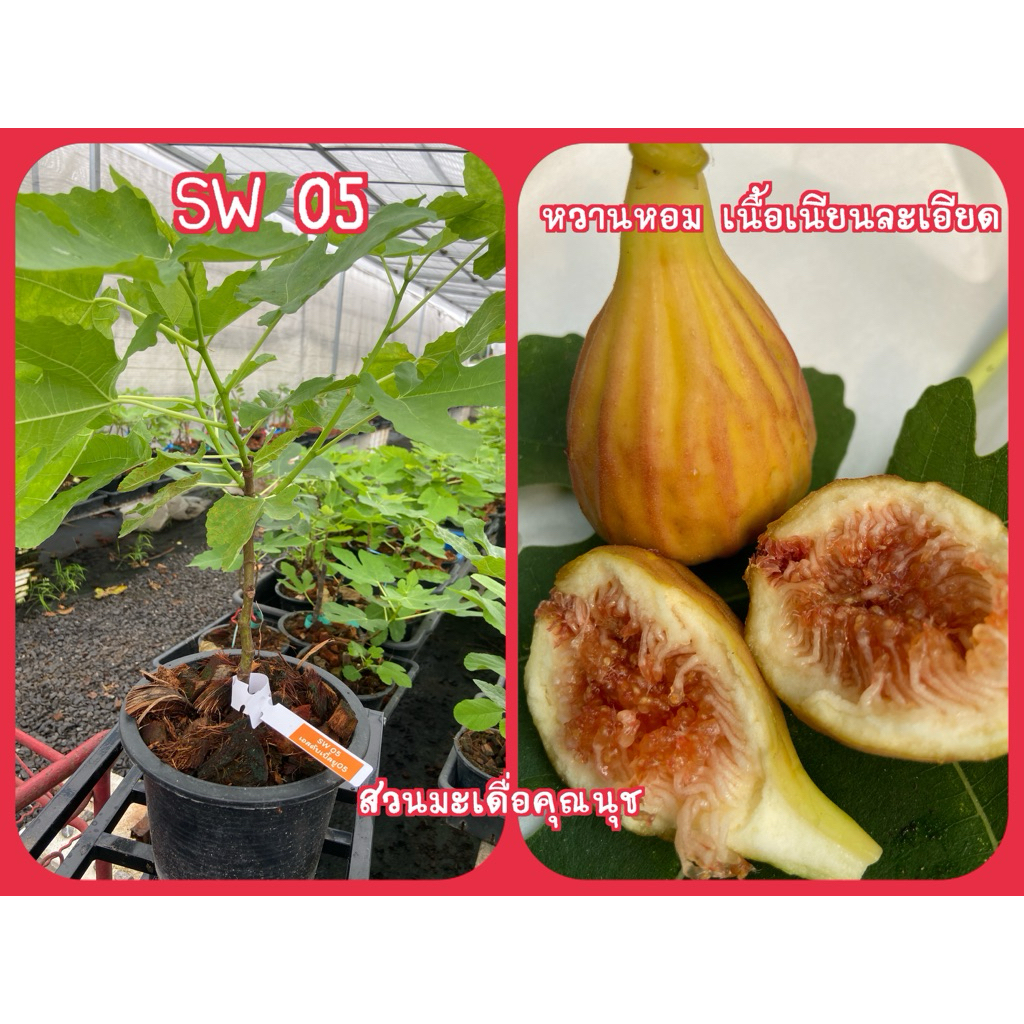 ต้นมะเดื่อฝรั่ง sw05 หวานเนียน ดกมาก ต้นขนาดกลาง /sw05 figs tree medium size 8“potted