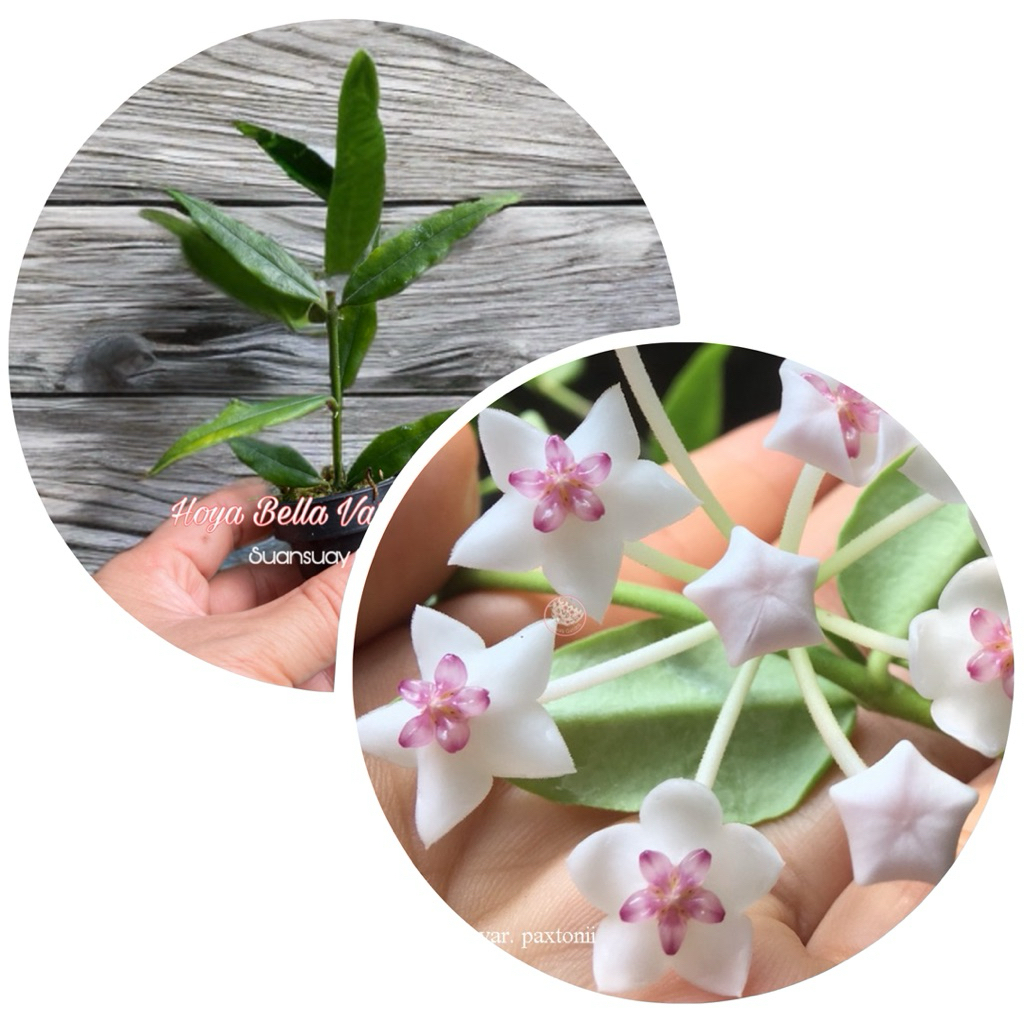 Hoya bella var. paxtonii โฮยาเบลลา โฮยาน่าทนุถนอม โฮยาคุณหนู