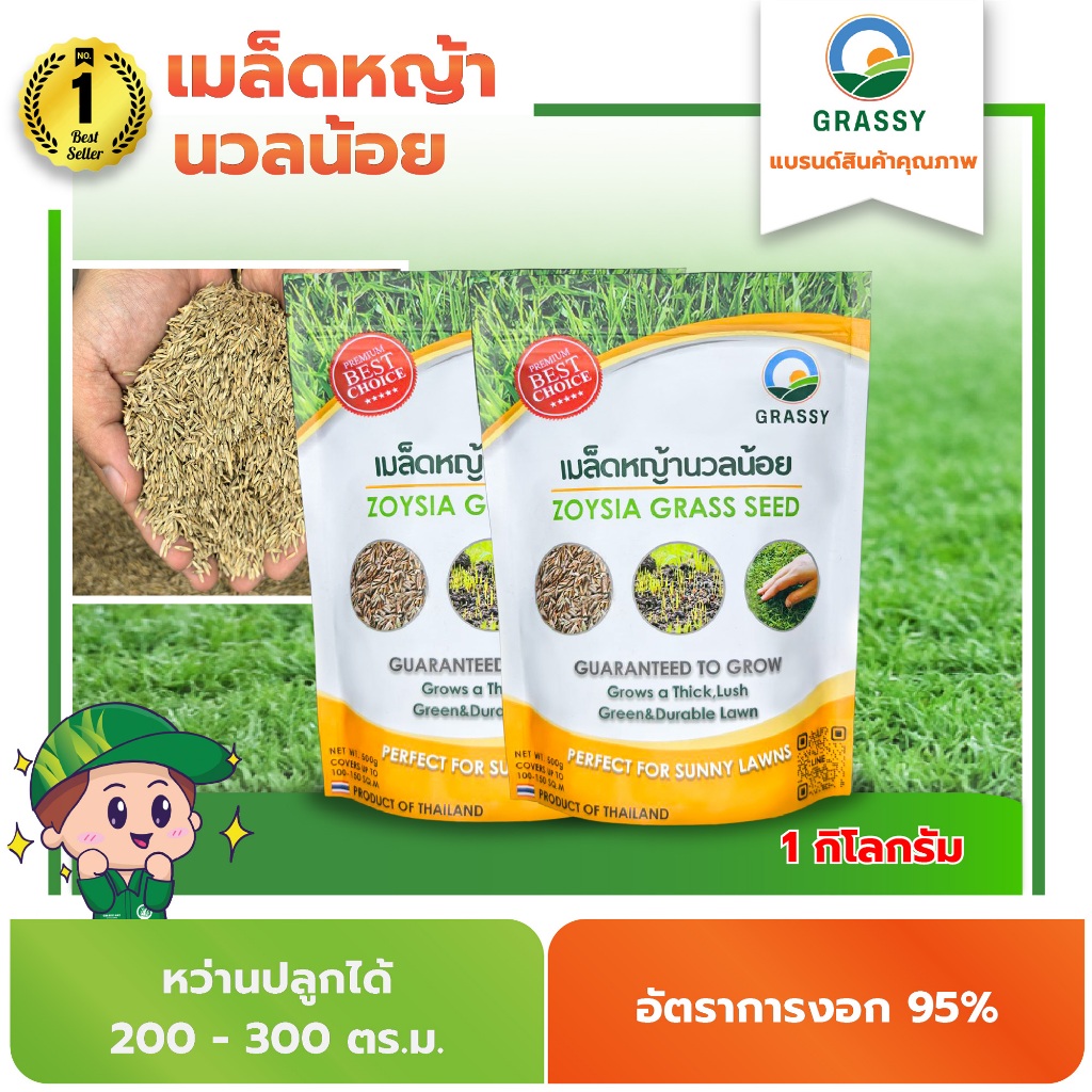 GRASSY เมล็ดหญ้านวลน้อย 1 กิโลกรัม หว่านปลูกได้ 200-300 ตร.ม.(ไม่มีตัวแทนจำหน่าย)ฟรี!ค่าขนส่ง ฟรี!น้ำยาเร่งราก