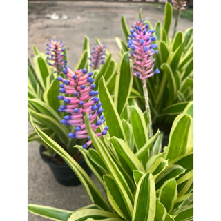 🌿TLP สัปรดสีหัวไม้ขีด ดอกสวยทน มีหลายกอในกระถาง