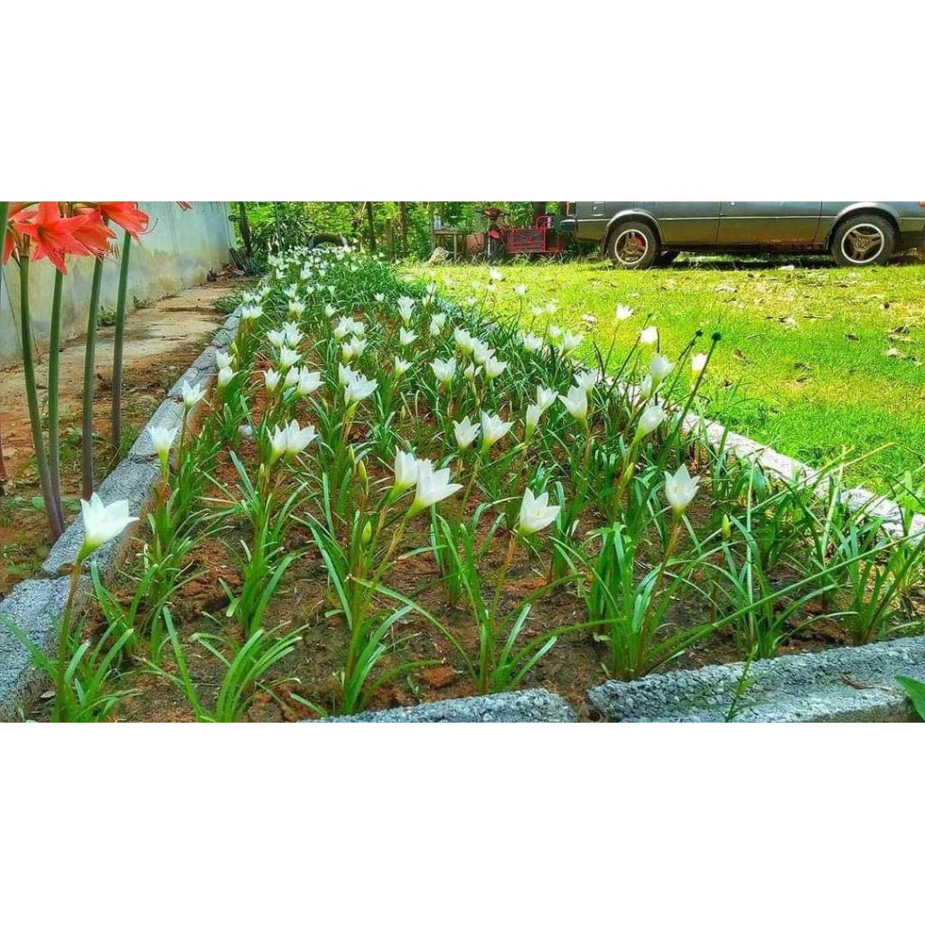 บัวดินขาวปากแตร 5 หัว 30 บาท บัวดินเป็นดอกไม้ที่ปลูกง่ายทนแดดทนร้อน ออกดอกตลอดทั้งปี