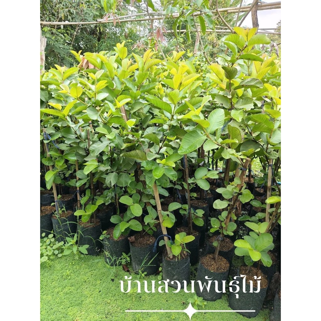 ต้นฝรั่ง พันธุ์หงเป่าสือ ต้นกิ่งตอน สูง 90-120 ซม.