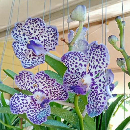 กล้วยไม้แวนด้าหลากสี และลูกผสมมินิปาร์มเมอร์ดอกหอมมาก กระถาง 4 นิ้ว(ต้นติดดอกและพร้อมให้ดอก)