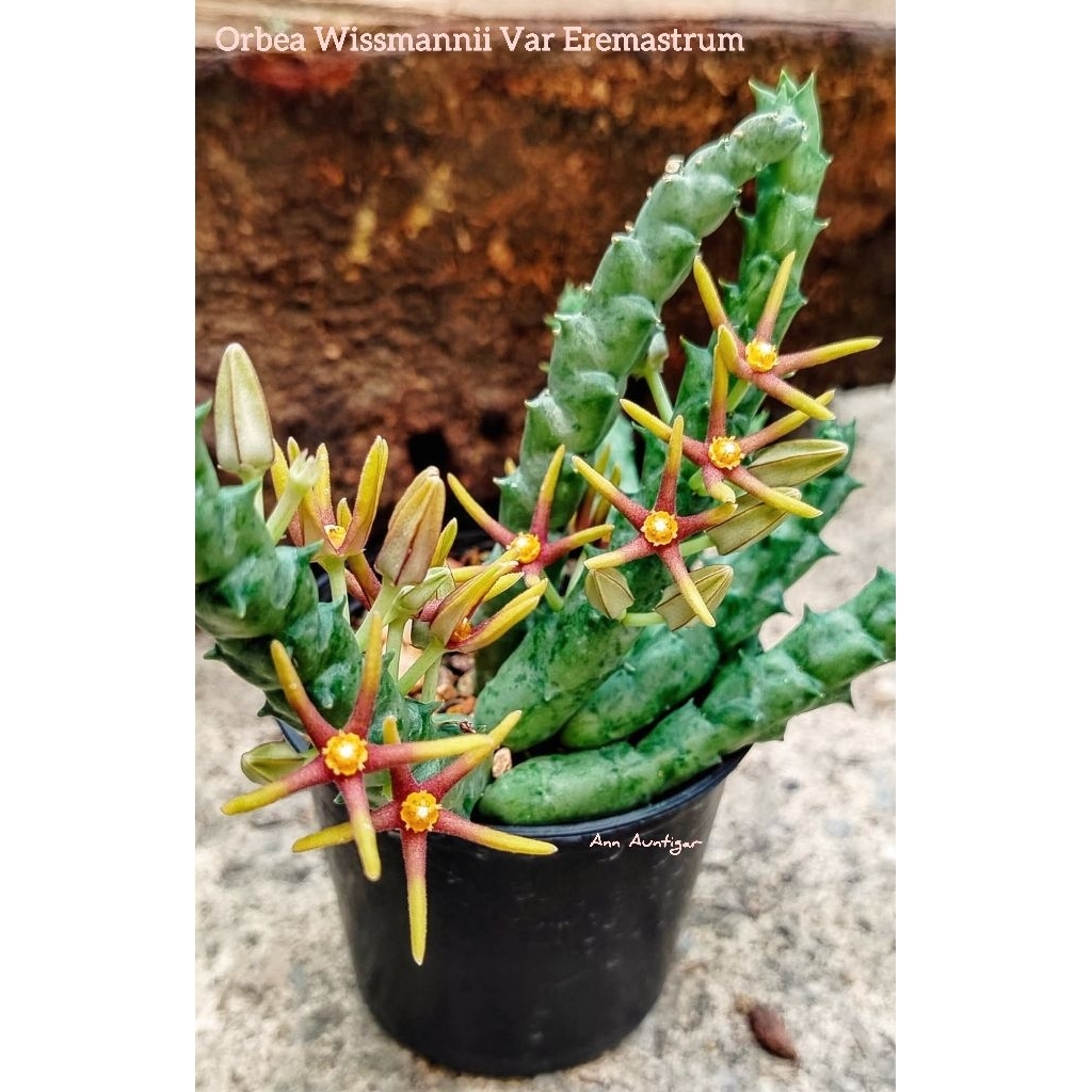 Orbea Wissmannii Var Eremastrum