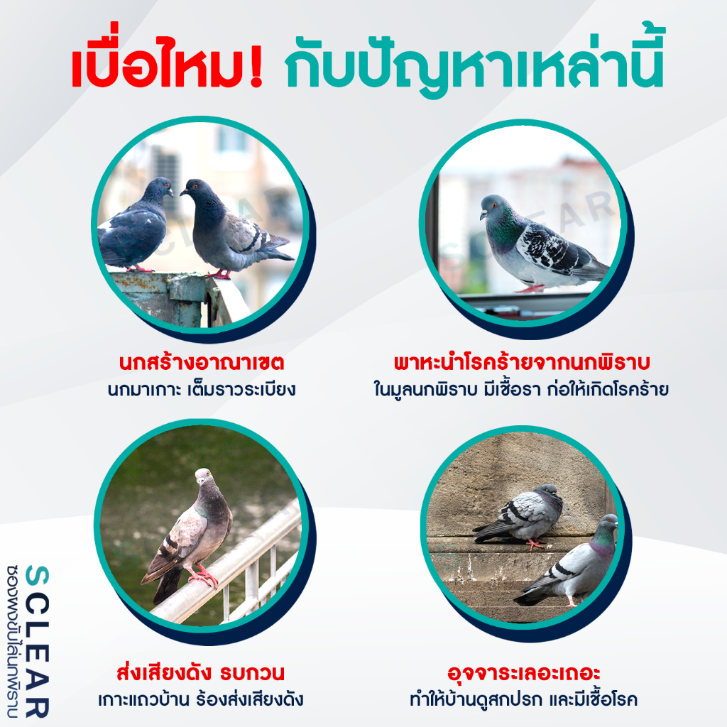 ไล่นก เกล็ดโรยขับไล่นกพิราบ SCLEAR ไล่นก ไล่อีกา ไล่นกพิราบ 200 กรัม ส่งทุกวัน ราคา ถูกที่สุด ดีลบีเคเค แกลเลอรีภาพที่ 8