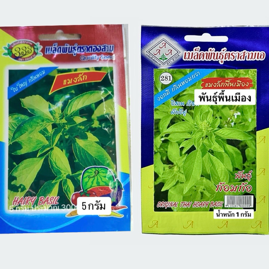 เมล็ด แมงลัก  ผักอีตู่ ใบใหญ่,พันธุ์พื้นเมือง (ประมาณ 2800 -500 เมล็ด)