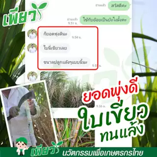 เพียว1 เพียว2 (อย่างละ 1ขวด) วัคซีนรักษาโรคพืช เร่งโต เร่งเขียว เร่งผลผลิต