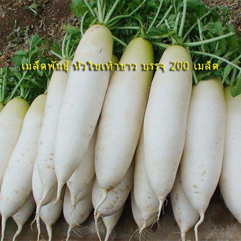 เมล็ดพันธุ์ หัวไชเท้าขาว บรรจุ 200 เมล็ด  Organic Vegetable Seeds for Planting ผักกาดหัว ไดคอนญี่ปุ่น เมล็ดหัวไชเท้าขาว