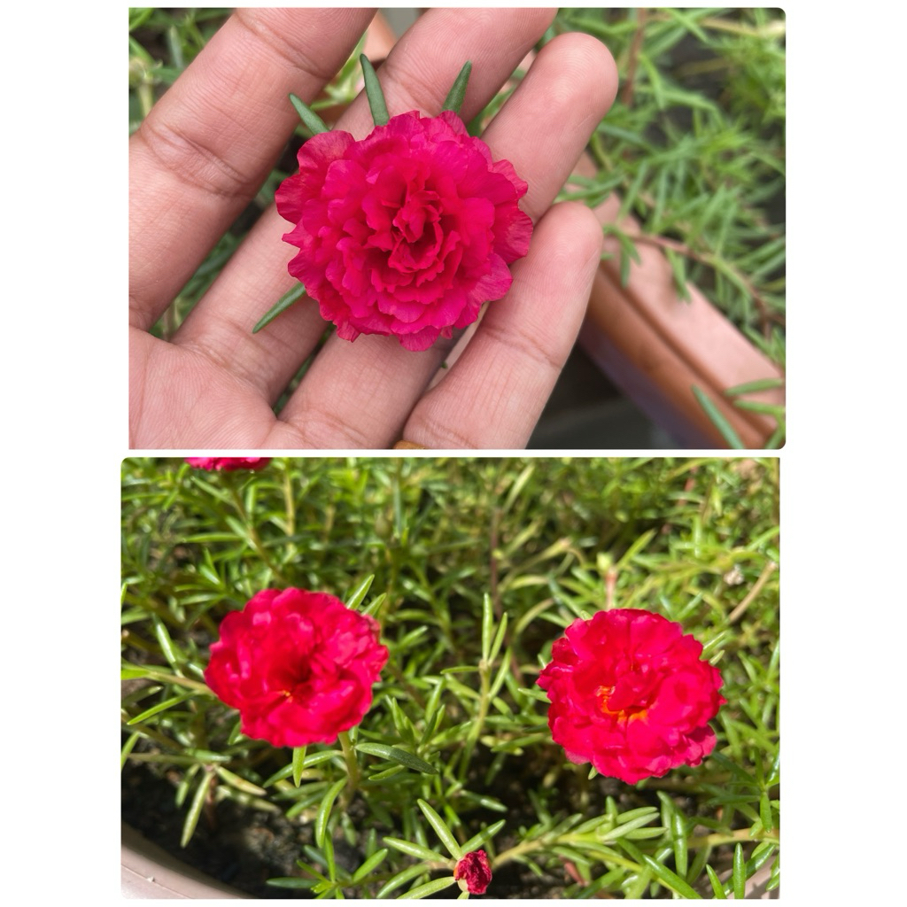 ต้นคุณนายตื่นสาย แพรเซี่ยงไฮ้ 50กิ่ง ดอกใหญ่กลีบดอกซ้อน(ตัดกิ่งสดส่วนยอด คละทุกสี)ความยาวกิ่ง10-12ซม. - รูปที่ 3