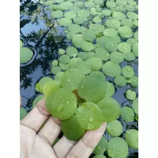 จอกเขียวญี่ปุ่น พืชน้ำตกแต่งอ่างปลาตู้ปลาสวยงาม เป็นที่หลบพักของสัตว์น้ำนาๆชนิดบำบัดน้ำให้ใส