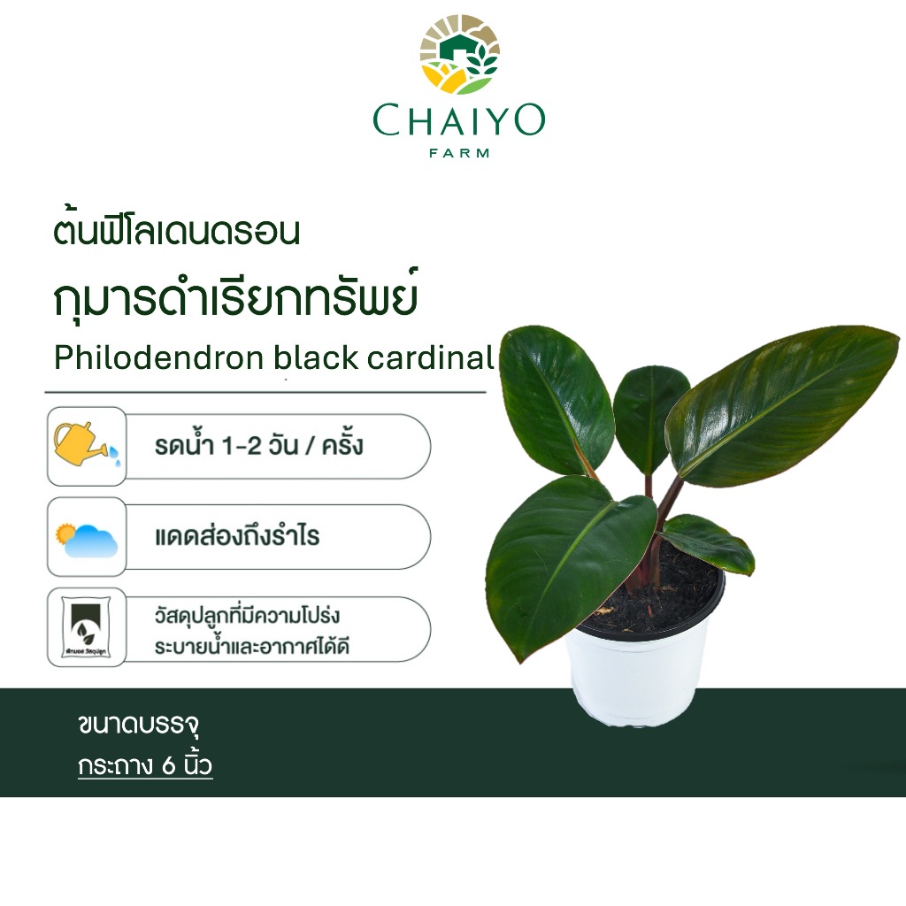 ต้นกุมารดำเรียกทรัพย์ กระถางขาว+จานรองฟิโลเดนดรอนแบล็คคาดินัลphilodendronblackcardinal