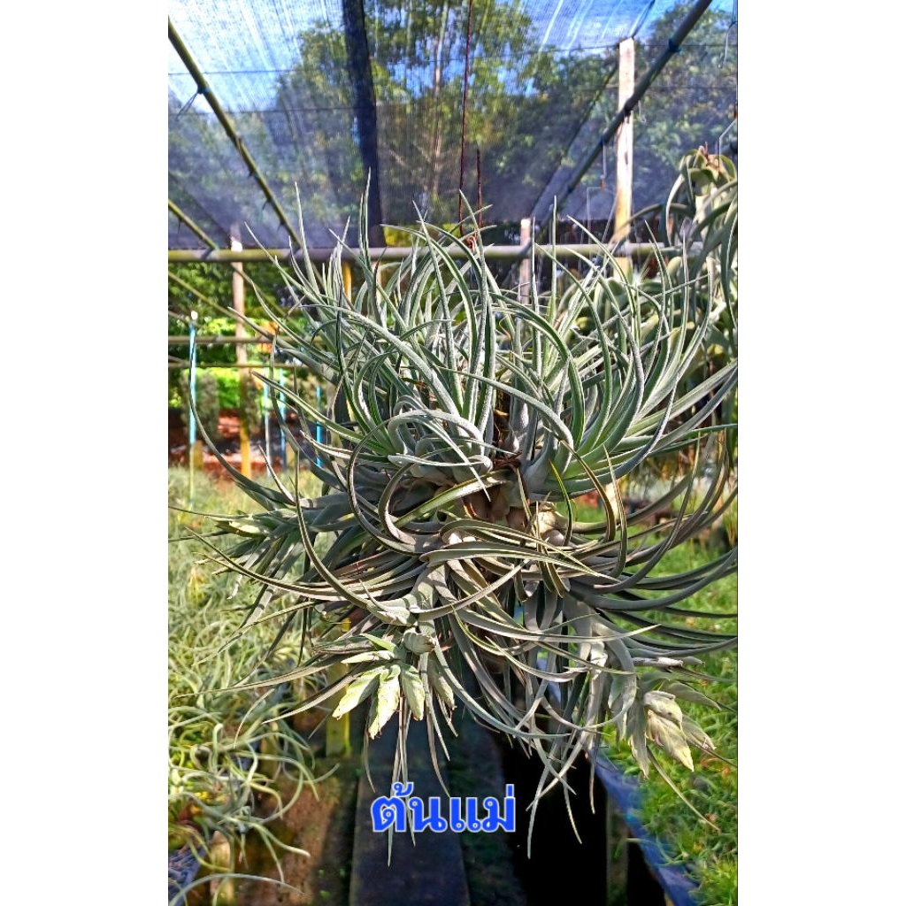Tillandsia ty (ehlersiana ×bulbosa) ไม้รากอากาศ