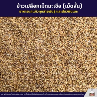 ข้าวเปลือกเม็ดมะเขือ ข้าวเปลือกเม็ดสั้น อาหารนกแก้ว หนูแฮมสเตอร์ ไก่ชน ไก่แจ้ (แบ่งขาย 500G / 1KG)