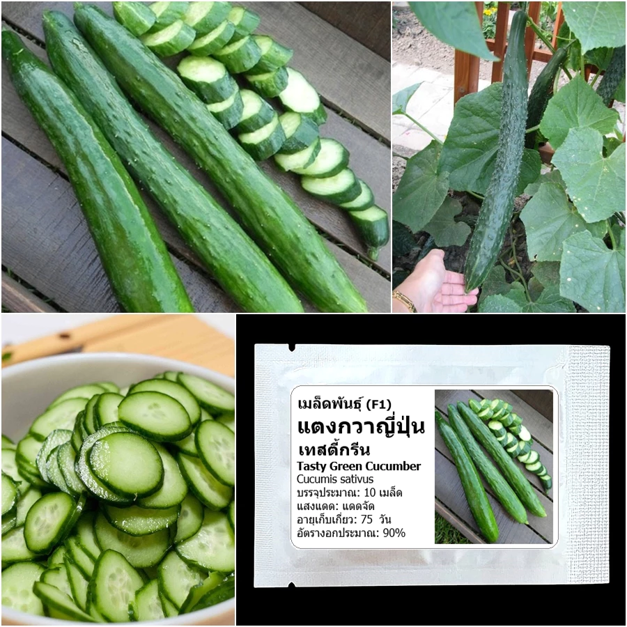 เมล็ดพันธุ์ แตงกวาญี่ปุ่น เทสตี้กรีน Tasty Green F1 Cucumber Seed 10 เมล็ด คุณภาพดี ของแท้ 100%