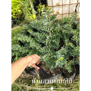 ต้นมะสัง ต้นเพาะเมล็ด สูง 40-60 ซม. จัดชุด 2 ต้น