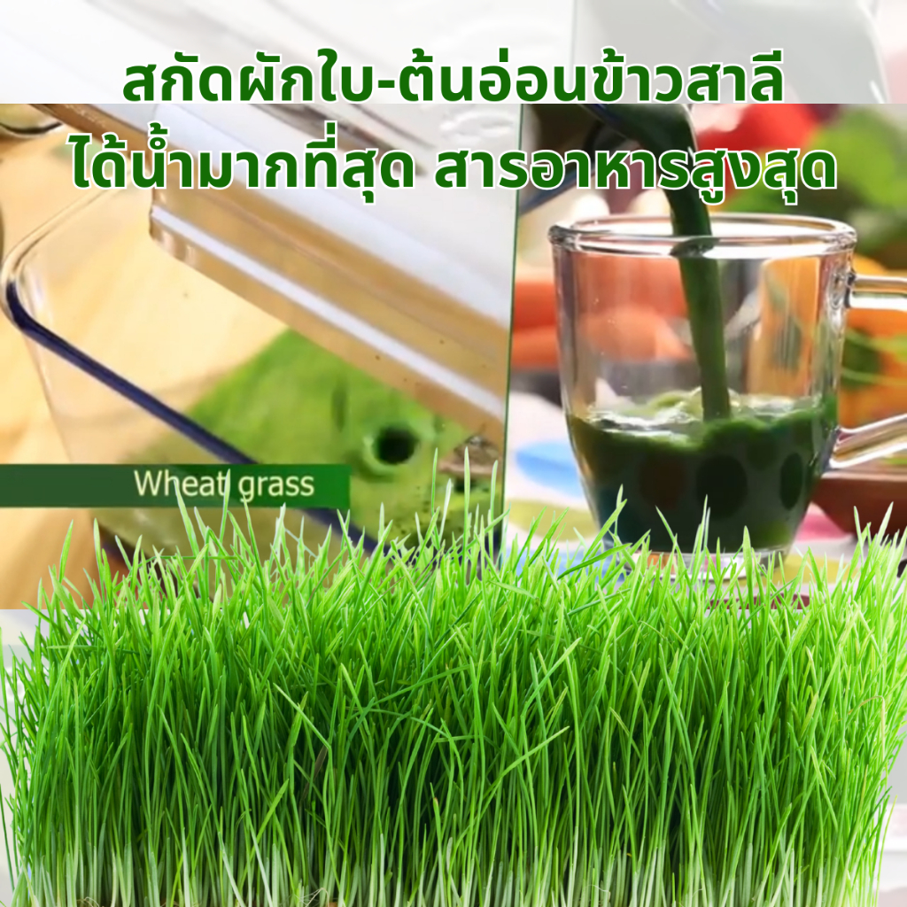 Angel  เครื่องสกัดผักผลไม้ กากแห้งที่สุด เหมาะสำหรับบำรุงร่างกายเร่งด่วน เช่น ผู้ป่วยมะเร็ง-สูงอายุ ราคา ถูกที่สุด ดีลบีเคเค แกลเลอรีภาพที่ 5