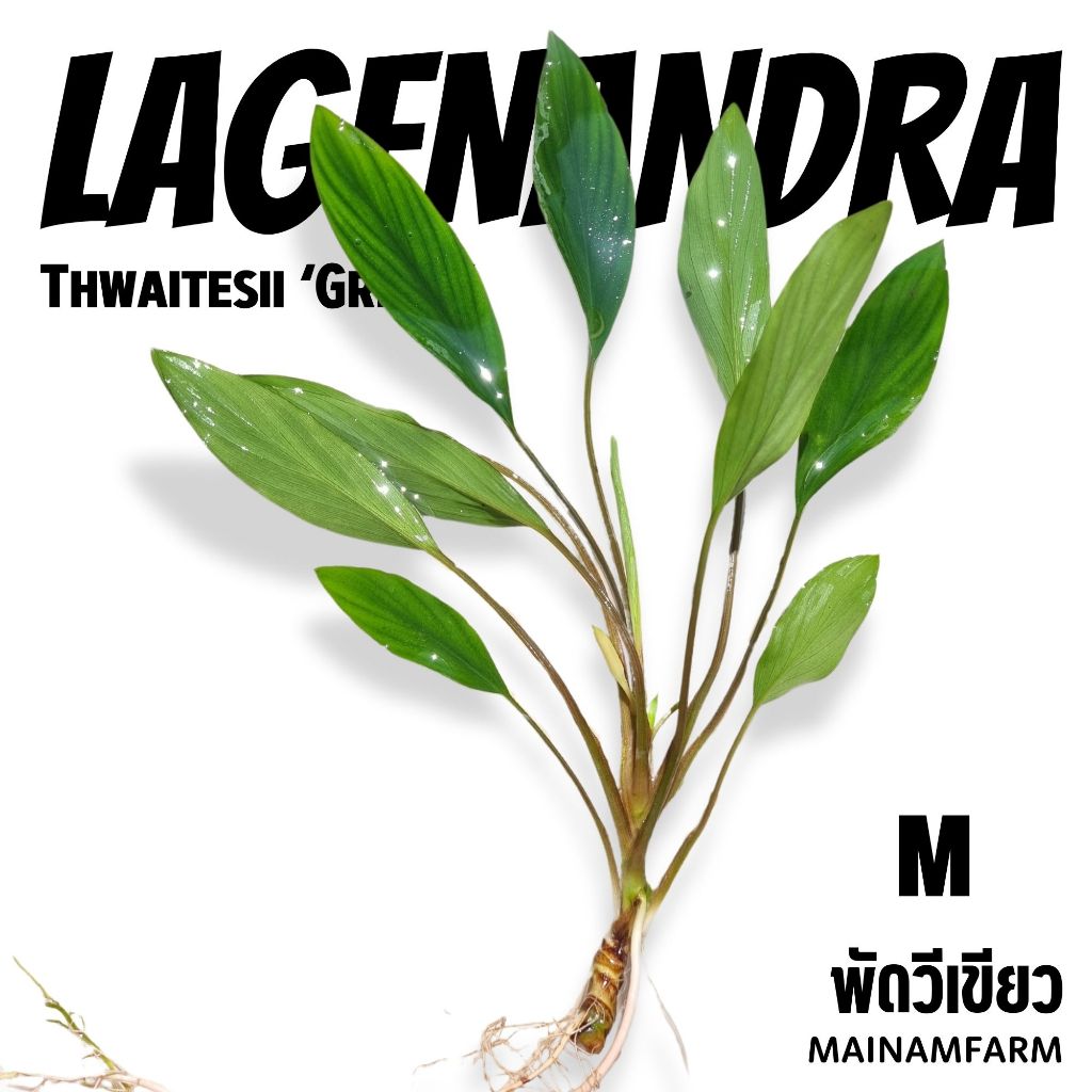 พัดวีเขียว เลือกขนาดได้ ต้นไม้น้ำ - Lagenandra Thwaitesii ‘Green’ - รูปที่ 4