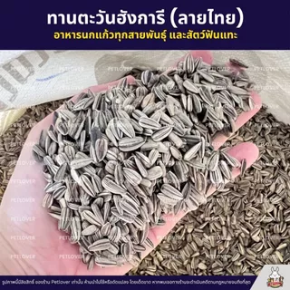 ทานตะวันฮังการี ลายไทย เกรดA เม็ดเล็ก อาหารนกแก้ว และสัตว์ฟันแทะ สะอาด ร่อนฝุ่น (แบ่งขาย 500G / 1KG)