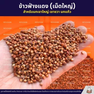 ข้าวฟ่างแดง อาหารนก หนูแฮมสเตอร์ อาหารนกเขาใหญ่ เขาชวา นกแก้ว (แบ่งขาย 500G / 1KG)