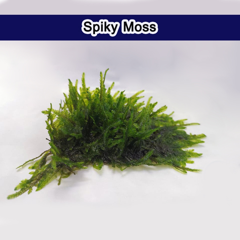 มอสSpiky Moss (สไปกี้มอส) (ต้นไม้น้ำ) ต้นไม้น้ำตกแต่งตู้ปลา ***กรุณาอ่านรายละเอียดก่อนสั่งซื้อ***