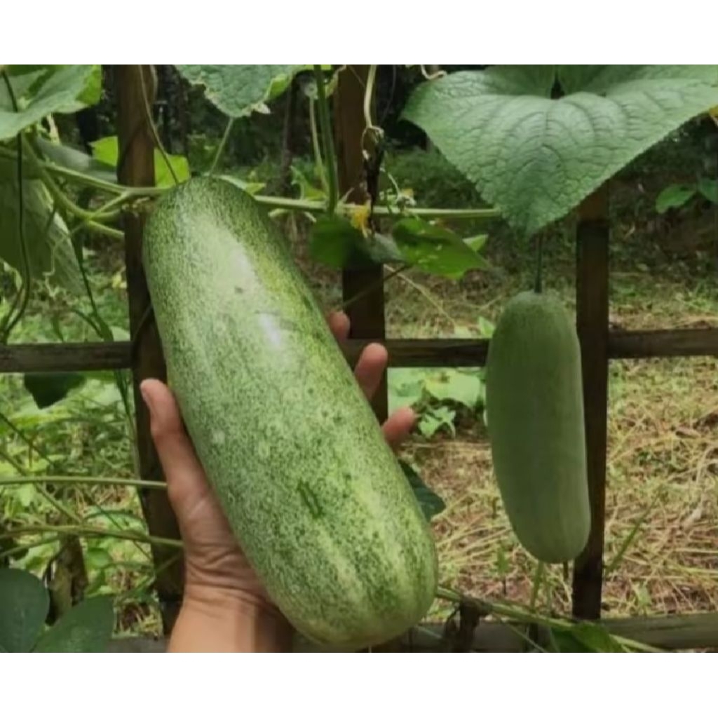 เมล็ดพันธุ์แตงดอยหอม 19บาท บรรจุ 5เมล็ด