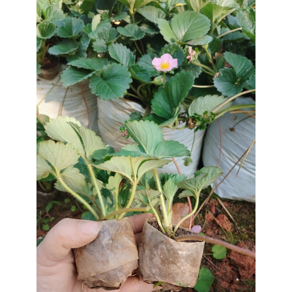 ต้นกล้าสตรอเบอร์รี่ ราบีด้า(พิ้งค์)🌱🌱🍓🍓 คละไซส์