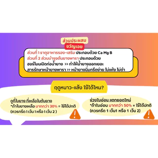 ขวัญเอย ฝาสีทอง(พร้อมส่ง) ปุ๋ยบำรุงหน้ายางพารา เพิ่มผลผลิต ยางอายุ18 ปีขึ้นไปหรือเคยใช้ตัวแรงมาเยอะ