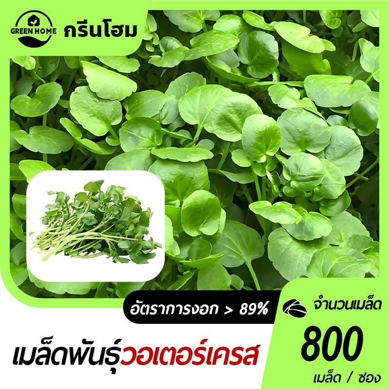 800 เมล็ดเมล็ดพันธุ์วอเตอร์เครส เมล็ดวอเตอร์เครส (Watercress) ผักสลัด  มากวิตามิน โตไว ทานสดได้