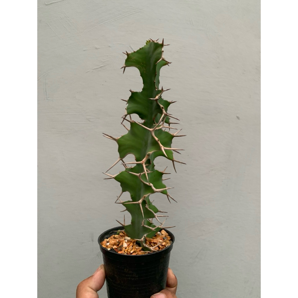 ยูโฟเบียเขาวัว (Euphorbia Grandicornis “Cow Horn”)