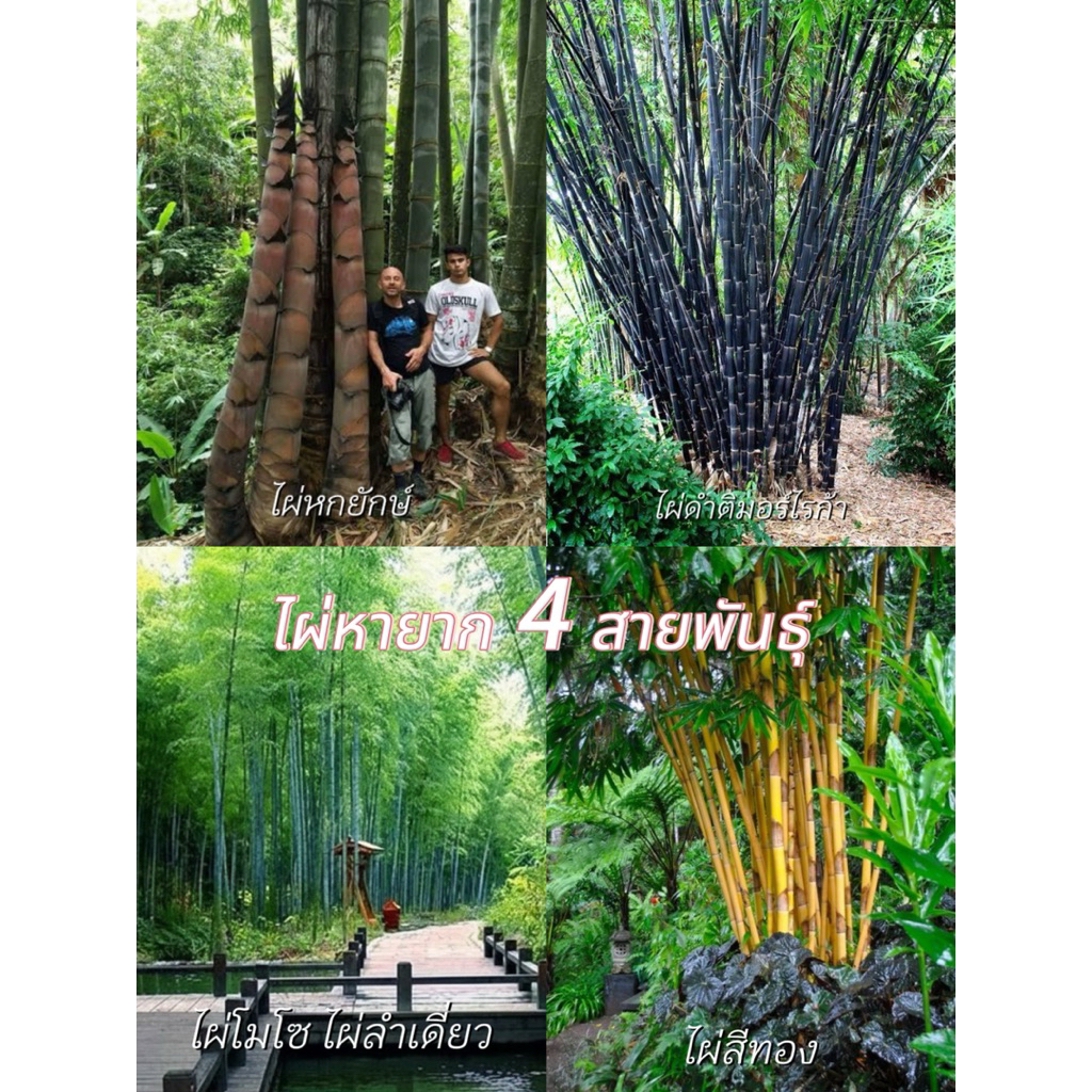 #เมล็ดพันธุ์ไผ่หายาก 4 สายพันธุ์ ลำใหญ่ตรง ไม่มีหนาม ปลูกประดับ ทำแนวรั้ว หรือใช้ทำเฟอร์นิเจอร์ก็ได้